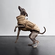 HP-Hund-Bekleidung-225x225