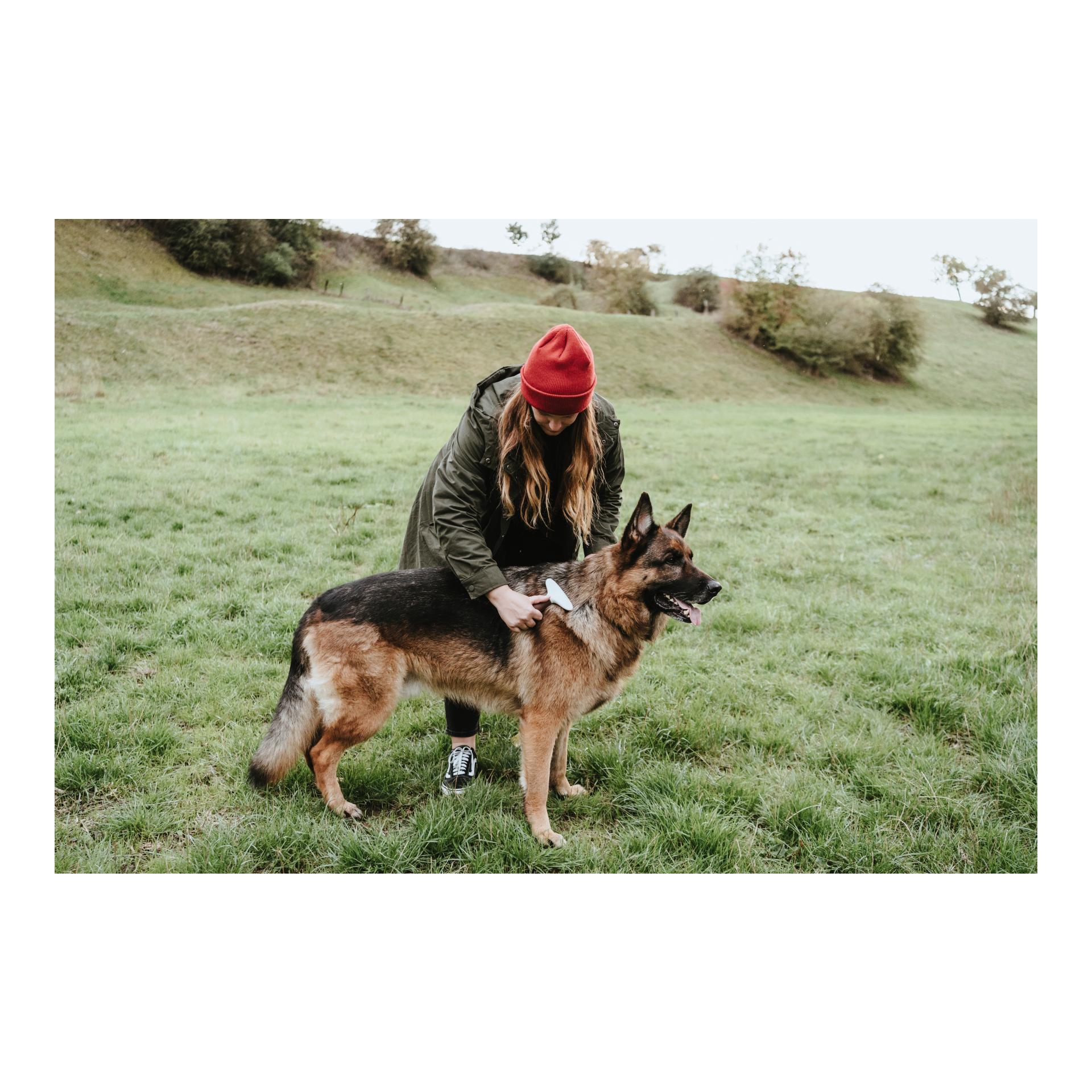 Entwirrungsstriegel zweireihig Spa