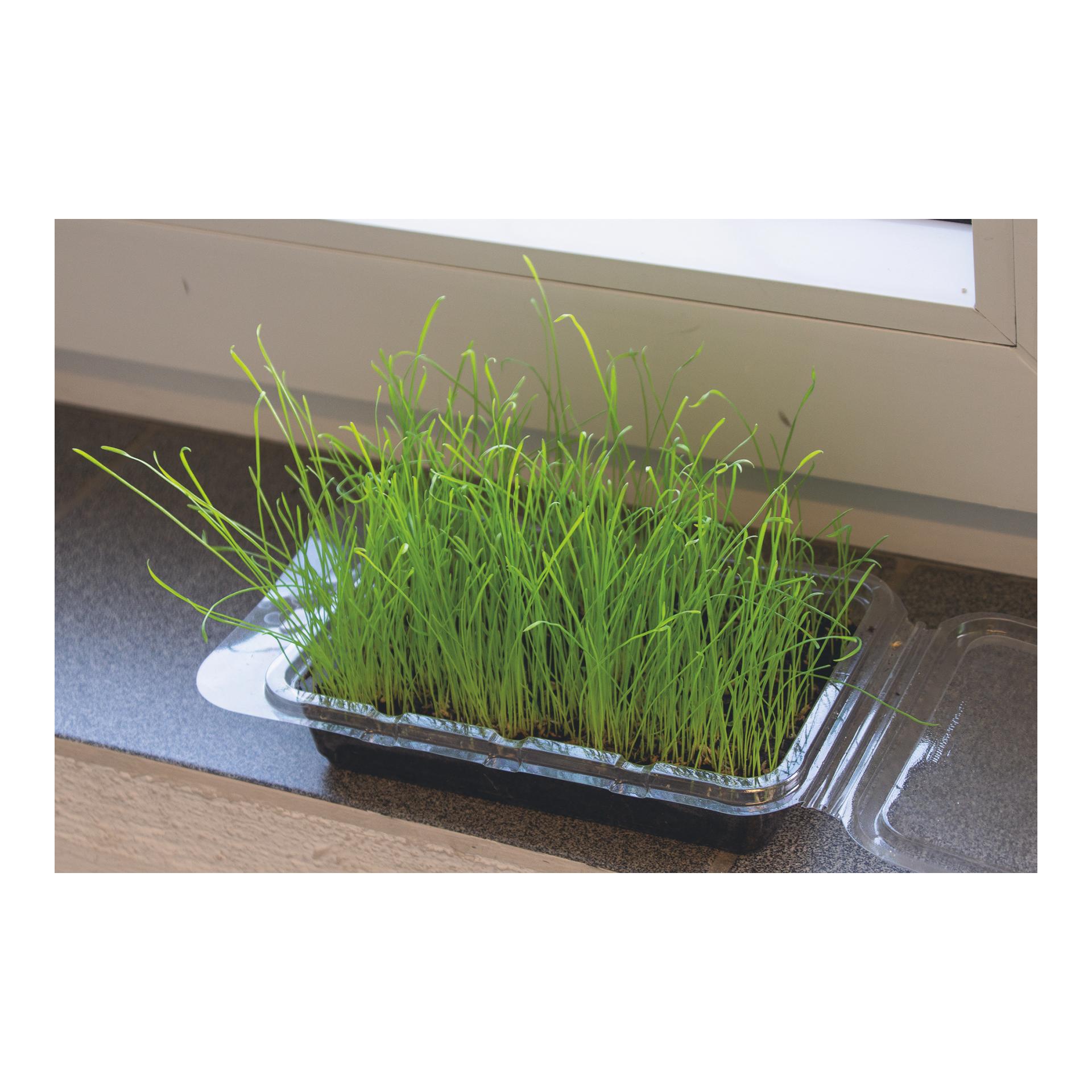 Katzengras Vital Bio