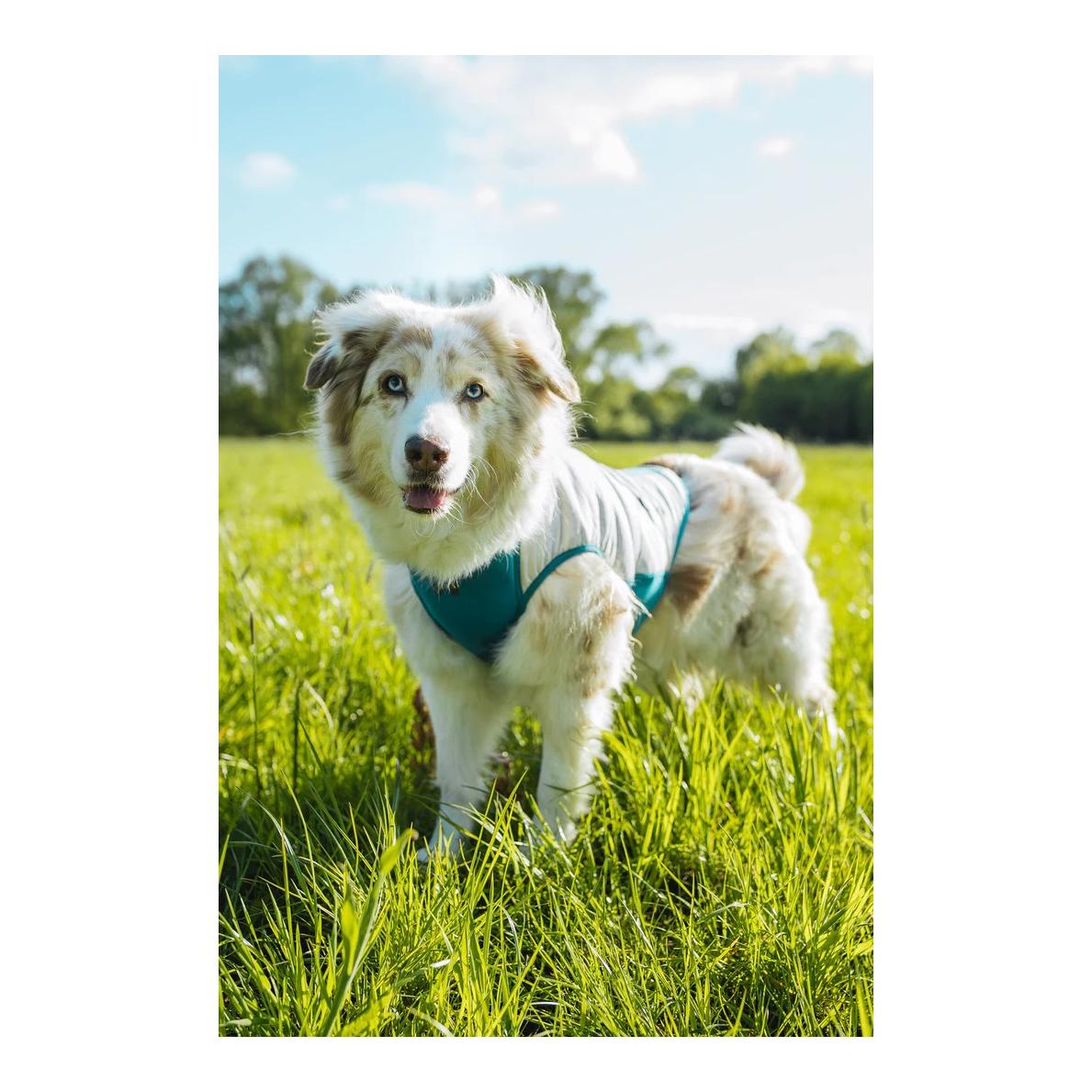 Non-stop Dogwear Hundejacke Cooling pull-on