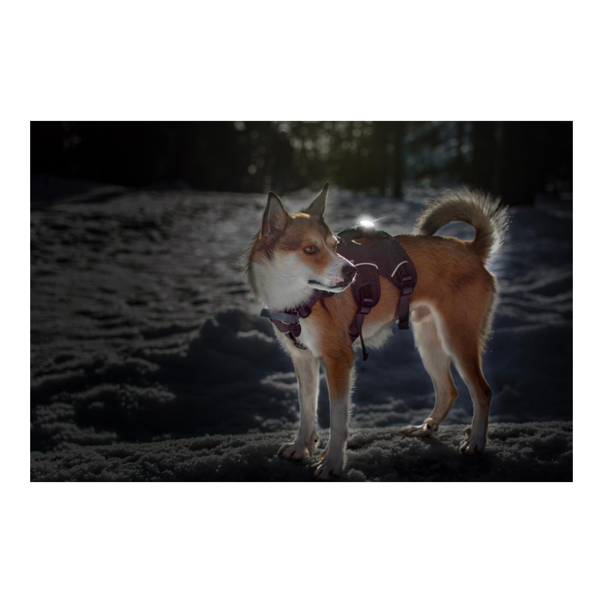 Safety Light Orbiloc Dog Dual - weiss