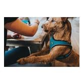 Harnais pour chien Hilo Comfort - marron