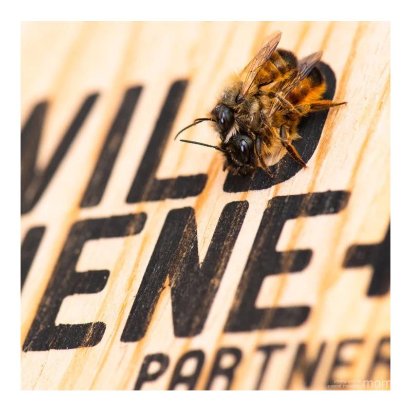Wildbiene + Partner BeeHome One