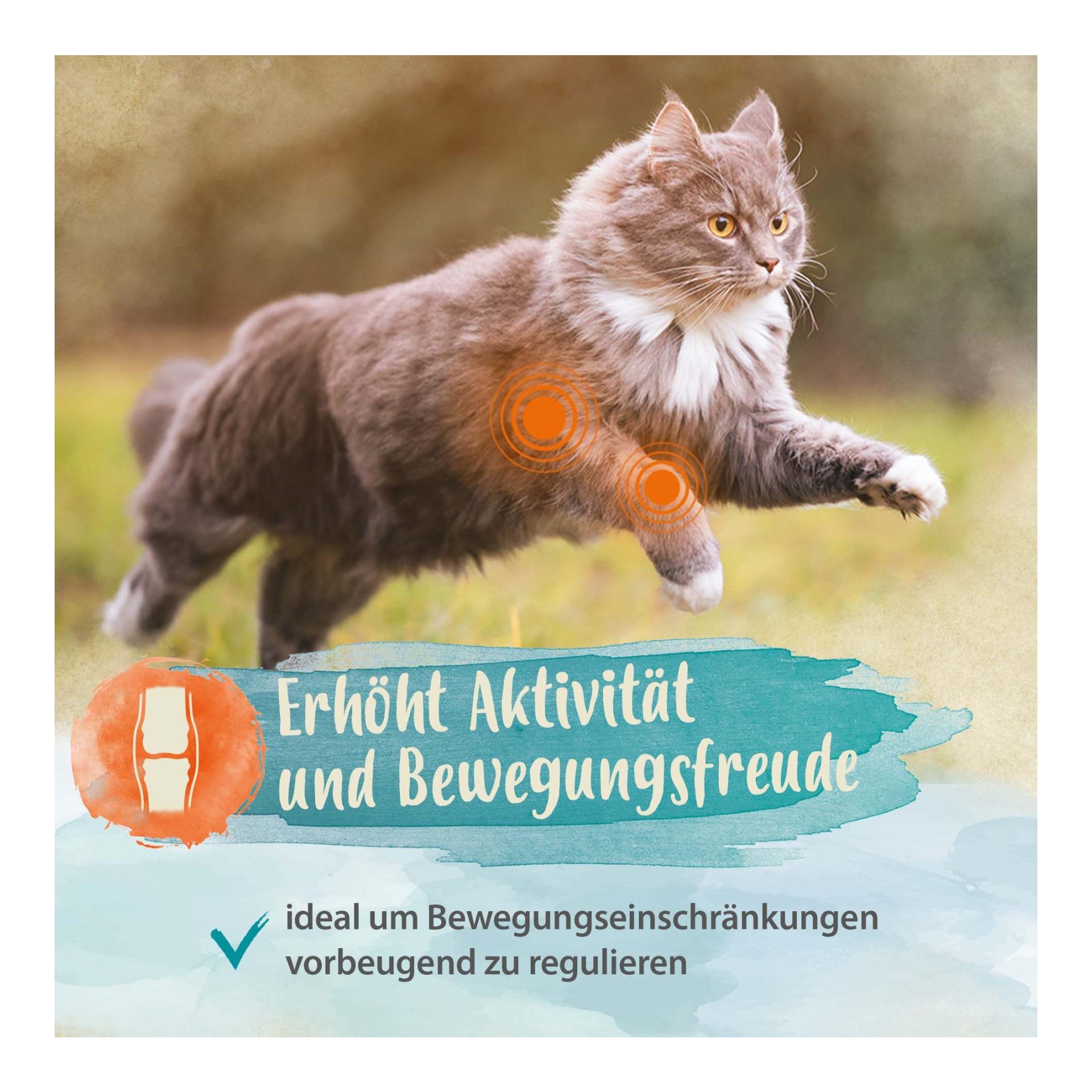 IdaPlus Grünlippmuschelpulver - Nahrungsergänzung