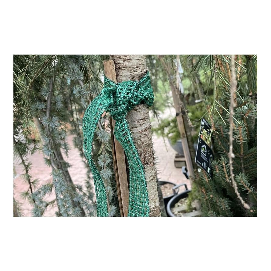 Hauptner Liens pour arbres