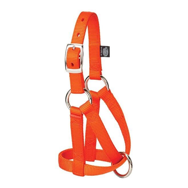 Image of Weaver Livestock Ziegenhalfter - Orange - bei Hauptner.ch