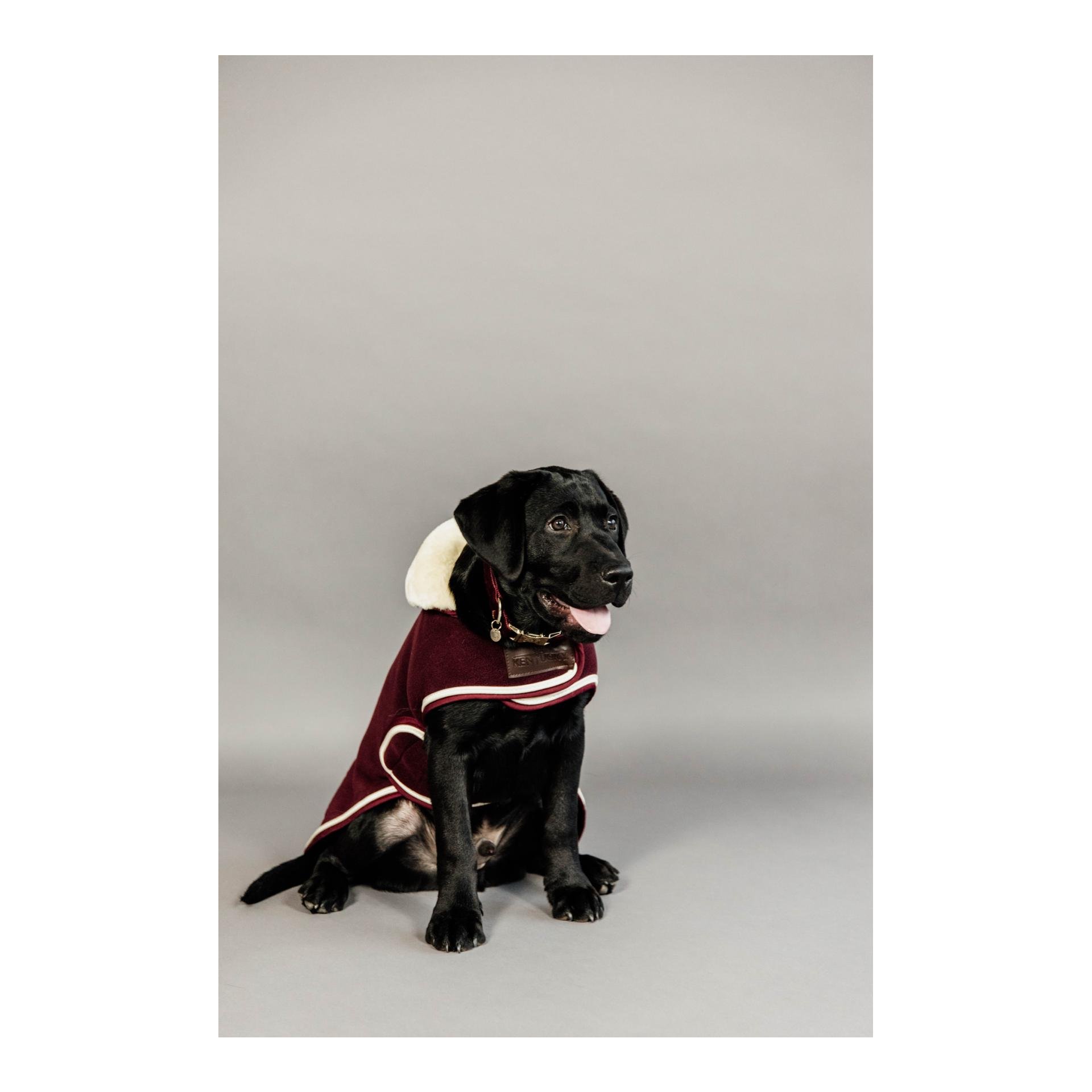 Hundehalsband Corduroy - bordeaux