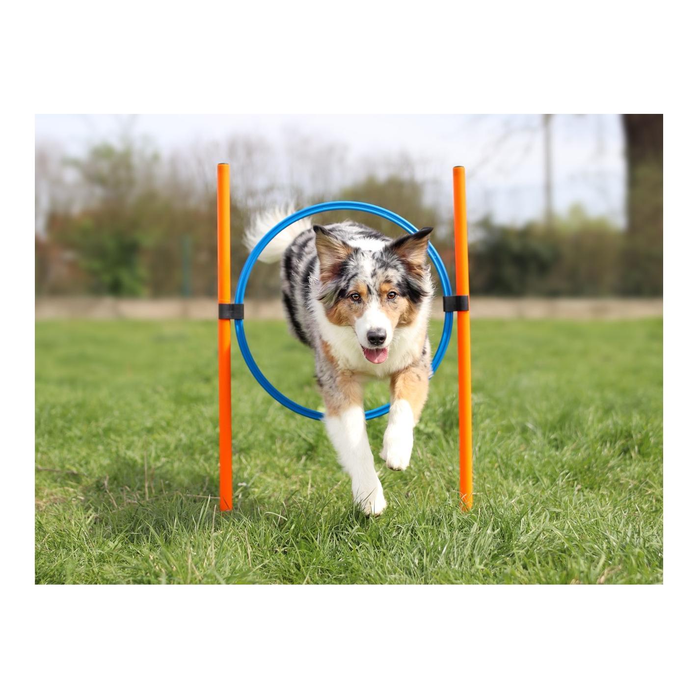 Josty Agility Starter Set - Training für Hunde