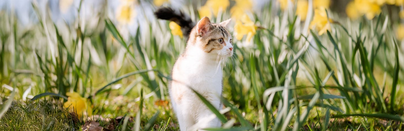 HP-HelloSpring-1400x456