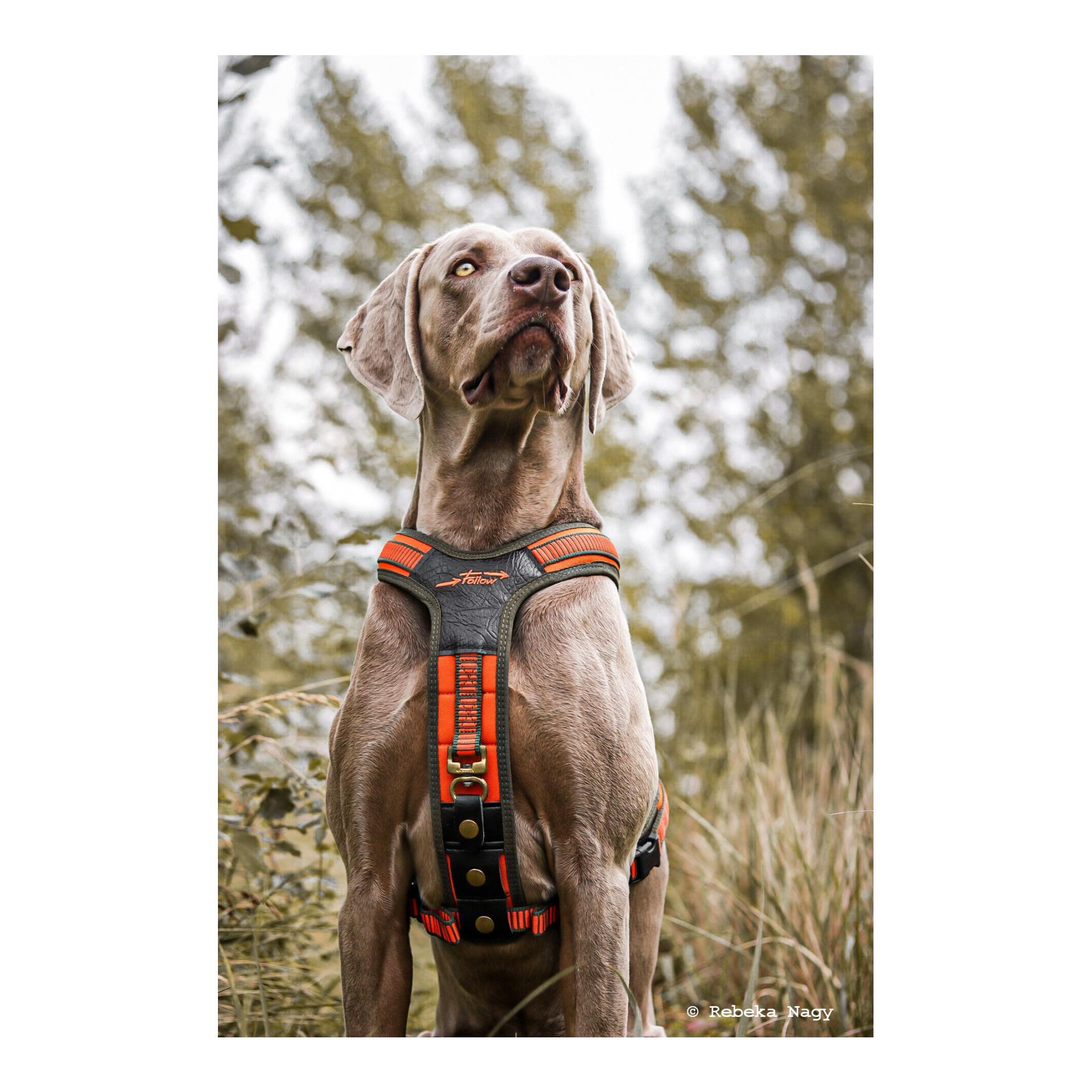 Hundeführgeschirr Follow