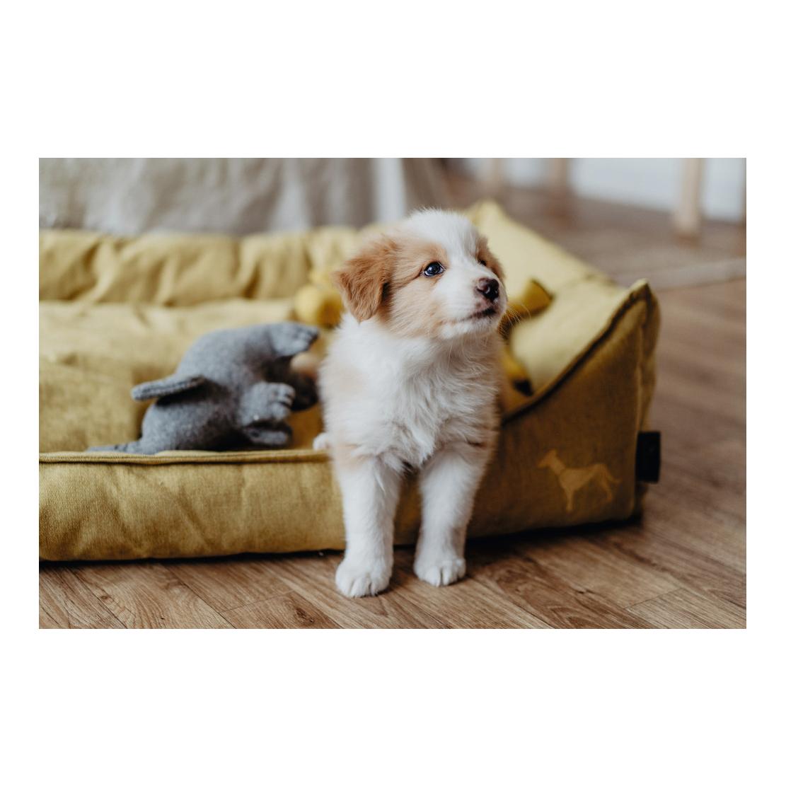 Canapé pour chien Eiby - jaune