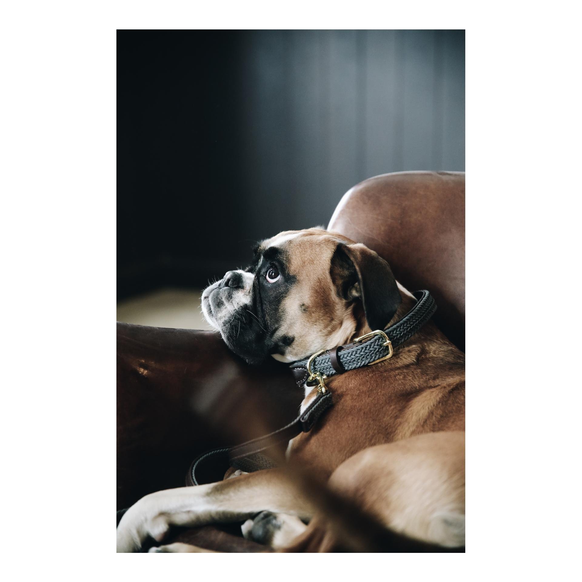 Collier de chien en nylon tressé - gris