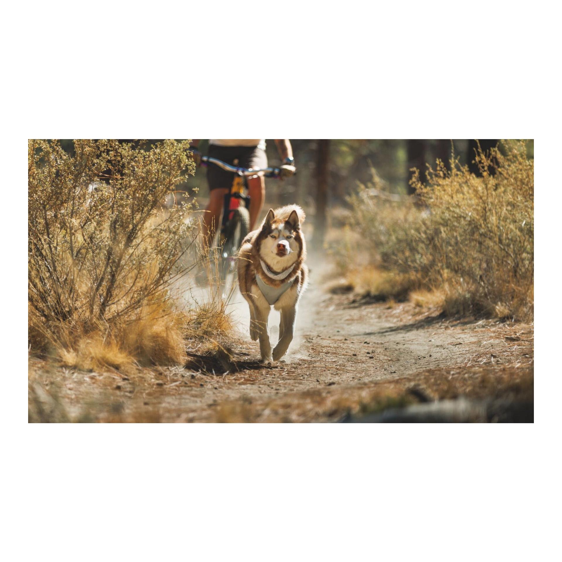 Kühlendes Halstuch Swamp Cooler