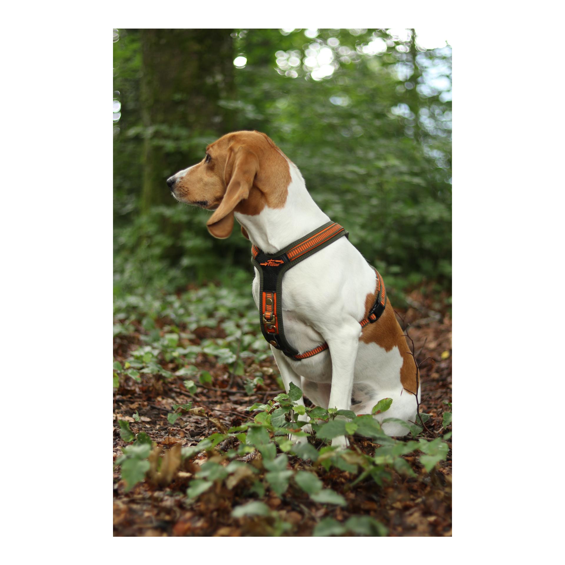 Hundeführgeschirr Follow