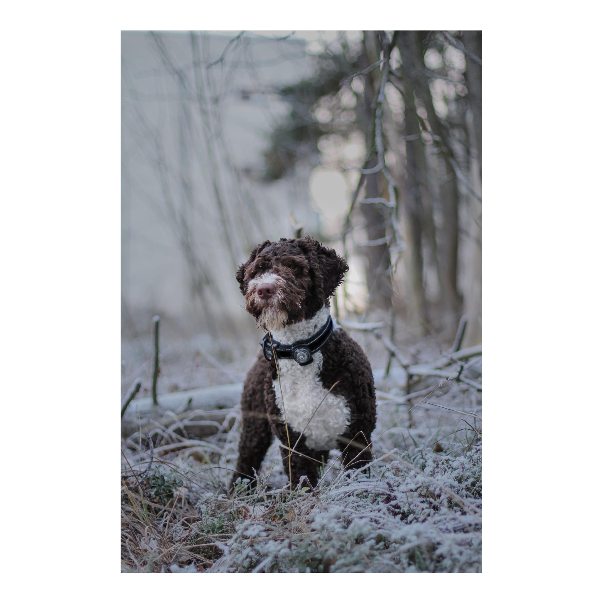 Safety Light Orbiloc Dog Dual - weiss