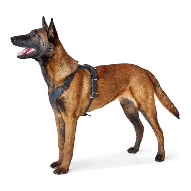 Harnais Aalborg - cuir/noir