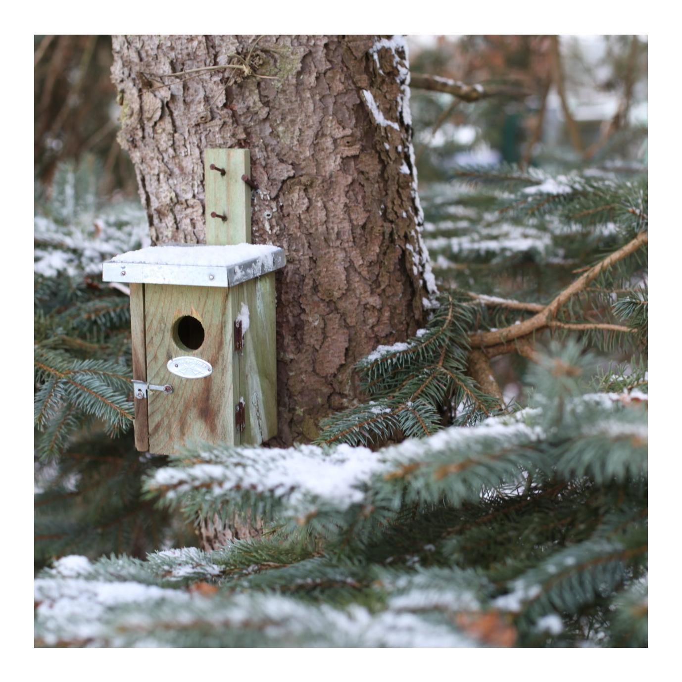 Nistkasten Zaunkönig