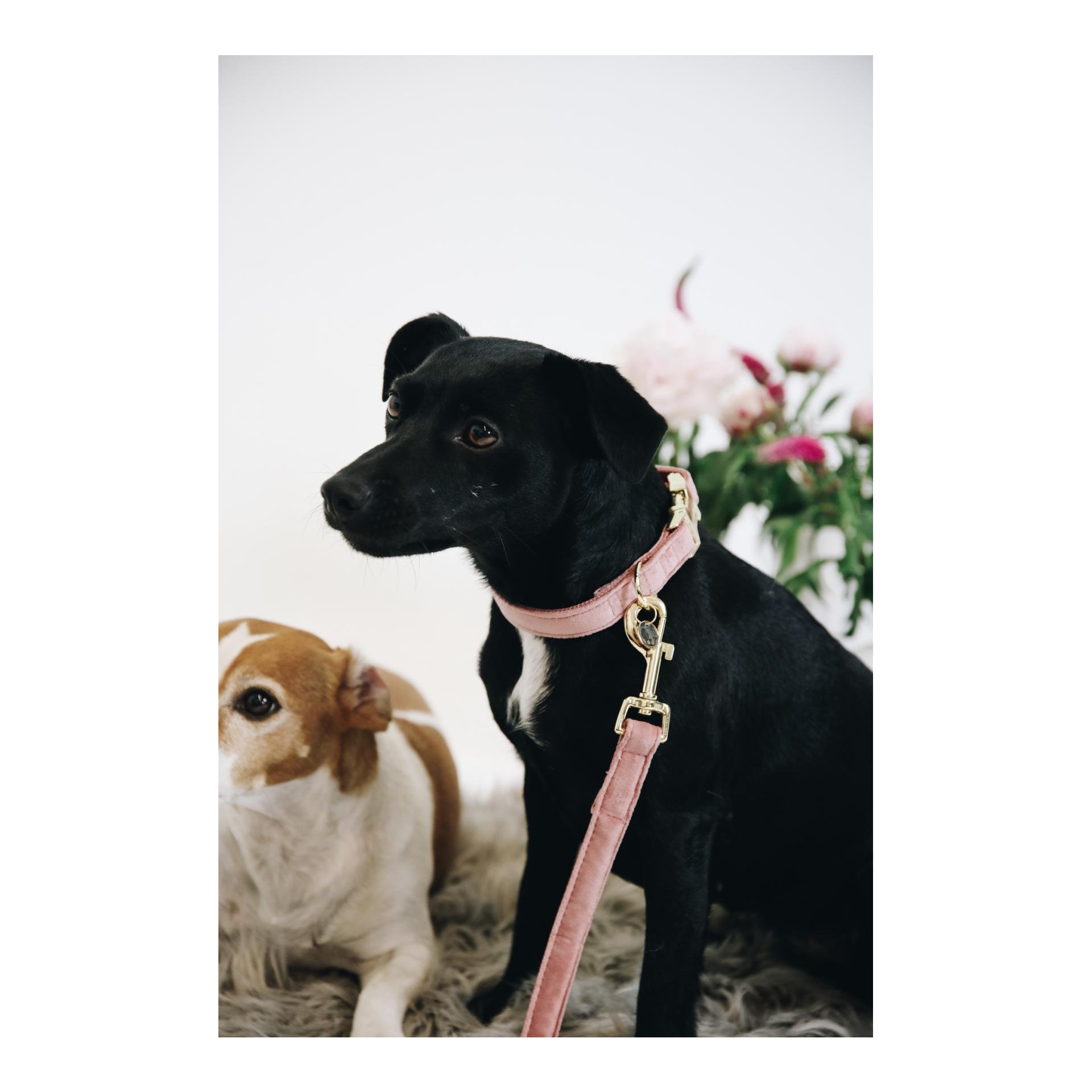 Hundeleine Velvet - old rose