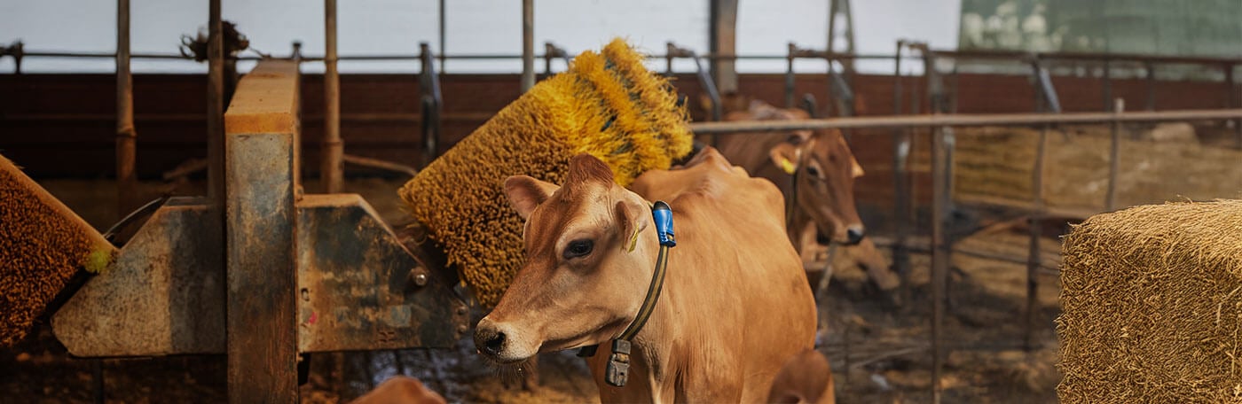 Hauptner-Weidezaun-Slider-Fellpflege