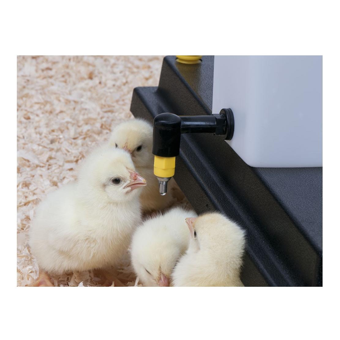 Kükentrinkflasche mit Klappdeckel