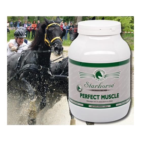 Image of Starhorse Perfect Muscle bei Hauptner.ch