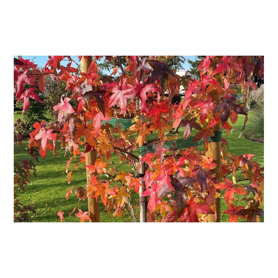 Hauptner Liens pour arbres