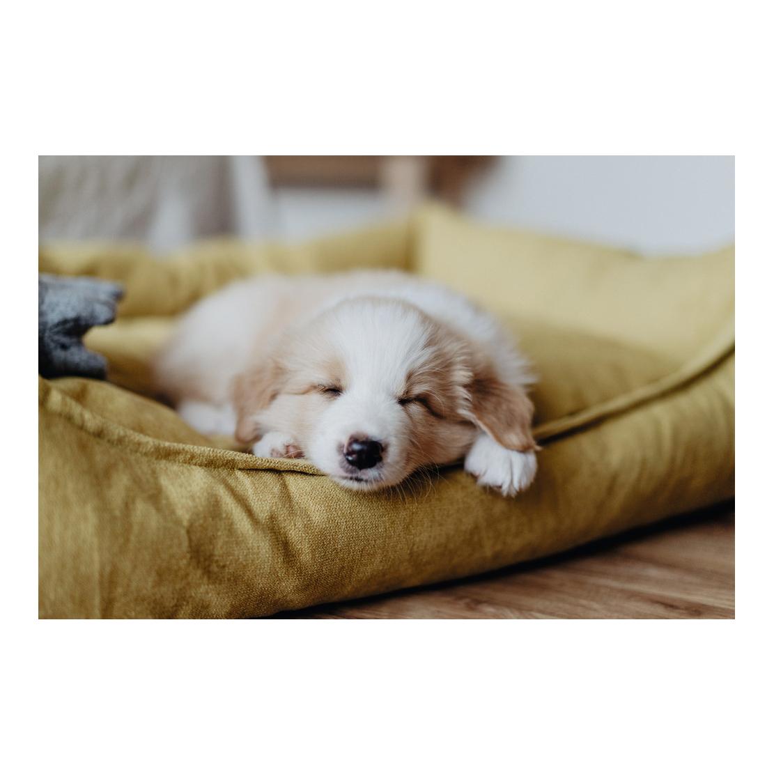 Canapé pour chien Eiby - jaune