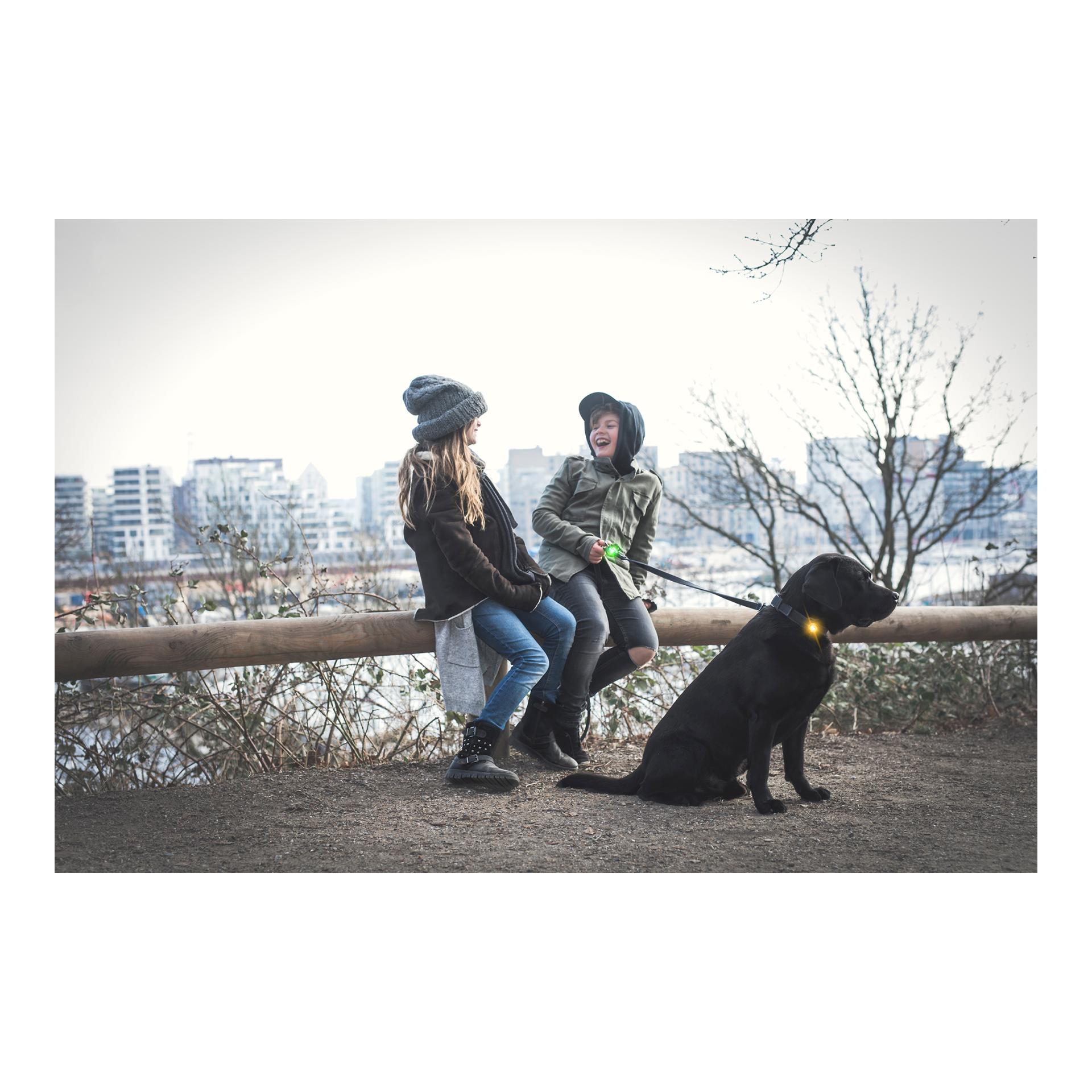 Safety Light Orbiloc Dog Dual - gelb