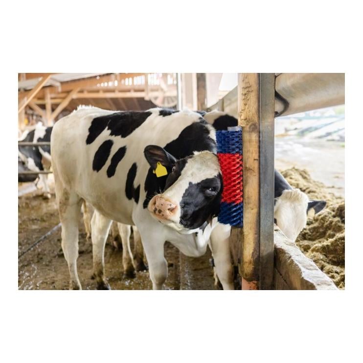 Brosse à gratter XL