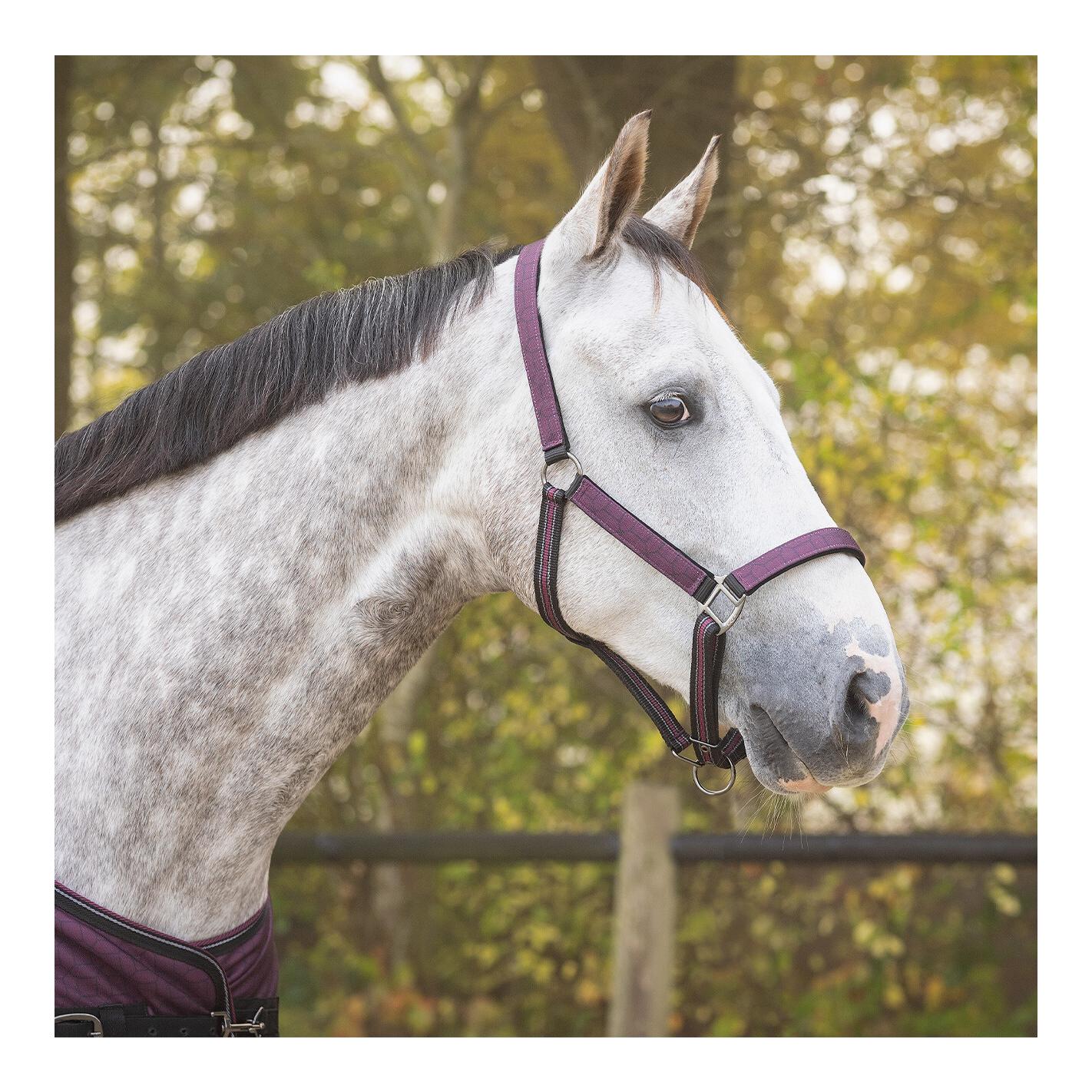 Halfter-Set Turnout Collection