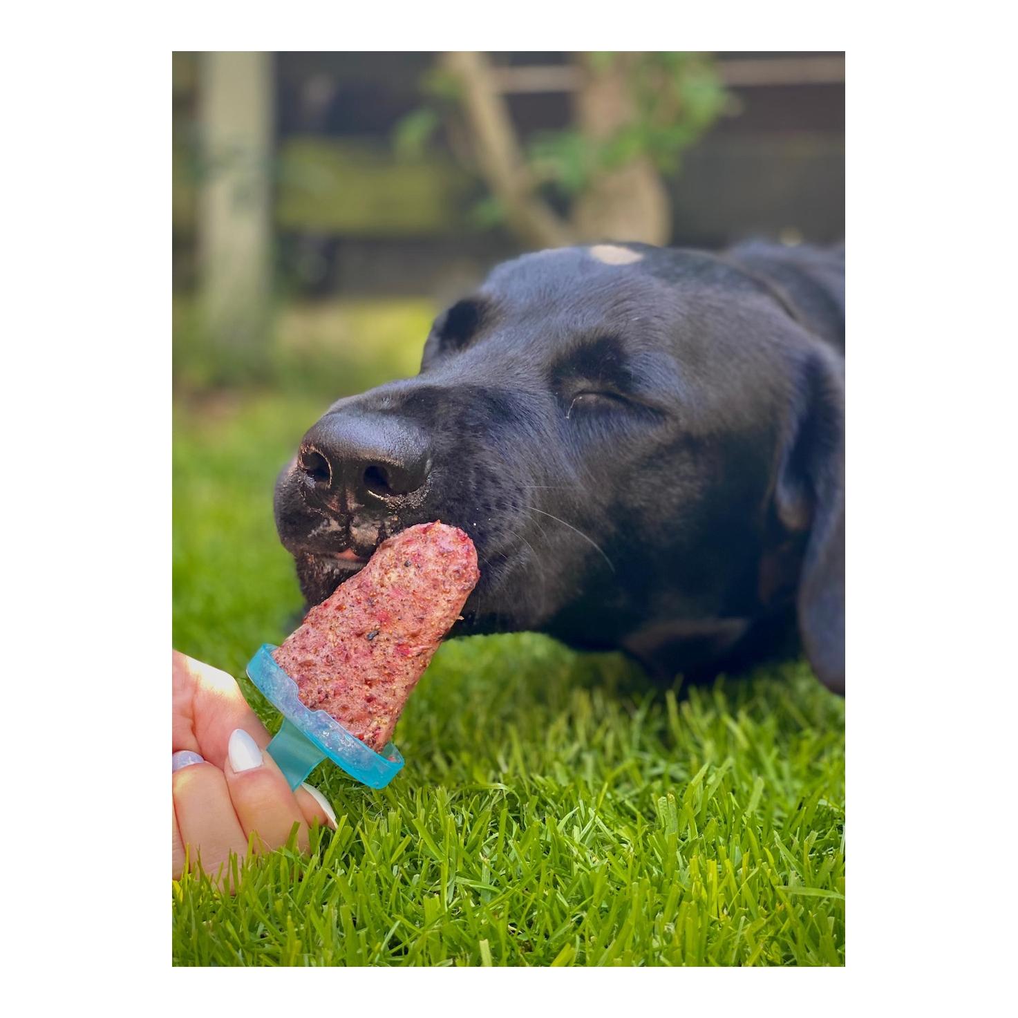 Hundeeis petGelato FrostyBerry 