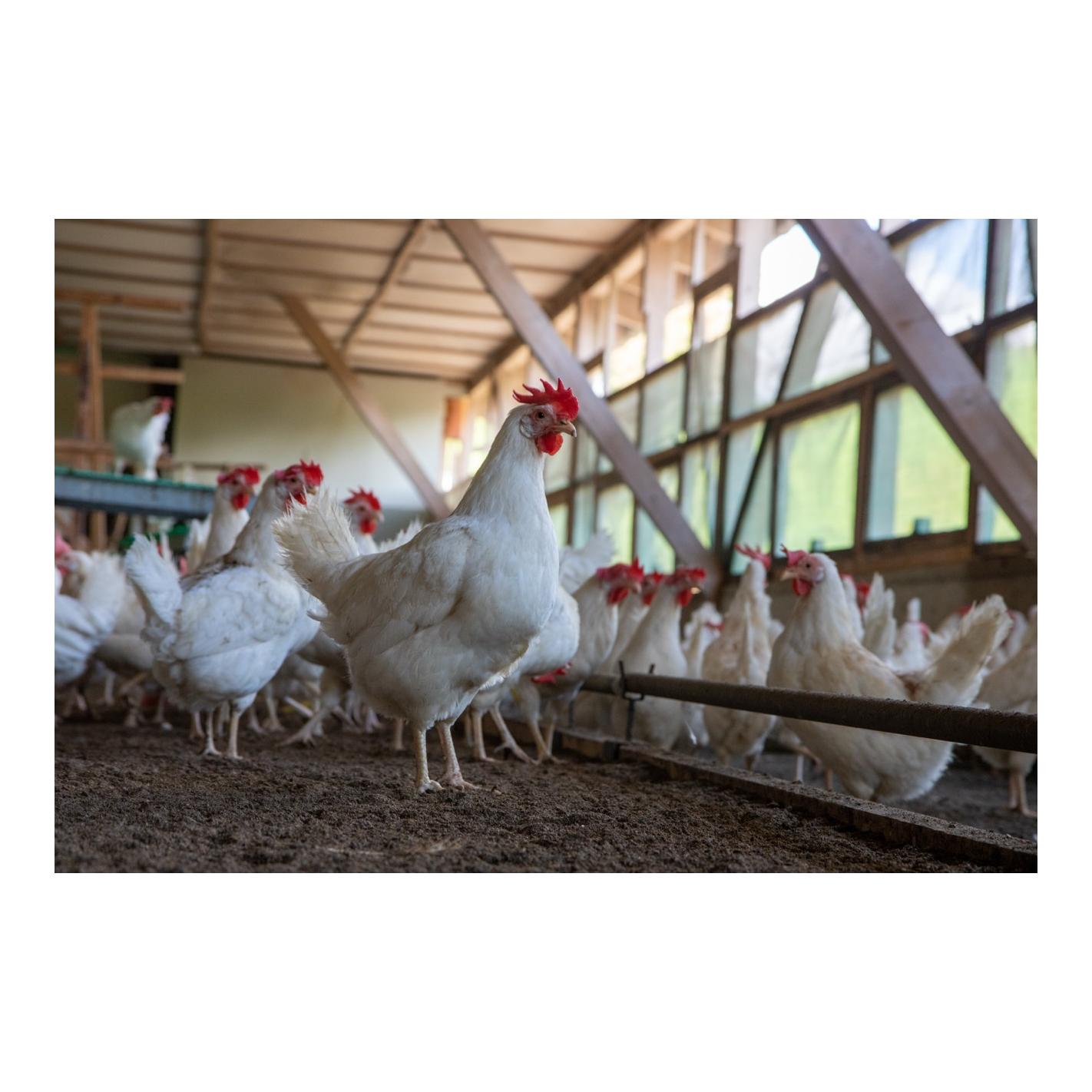 granovit Volaille - Poules pondeuses mélange de graines