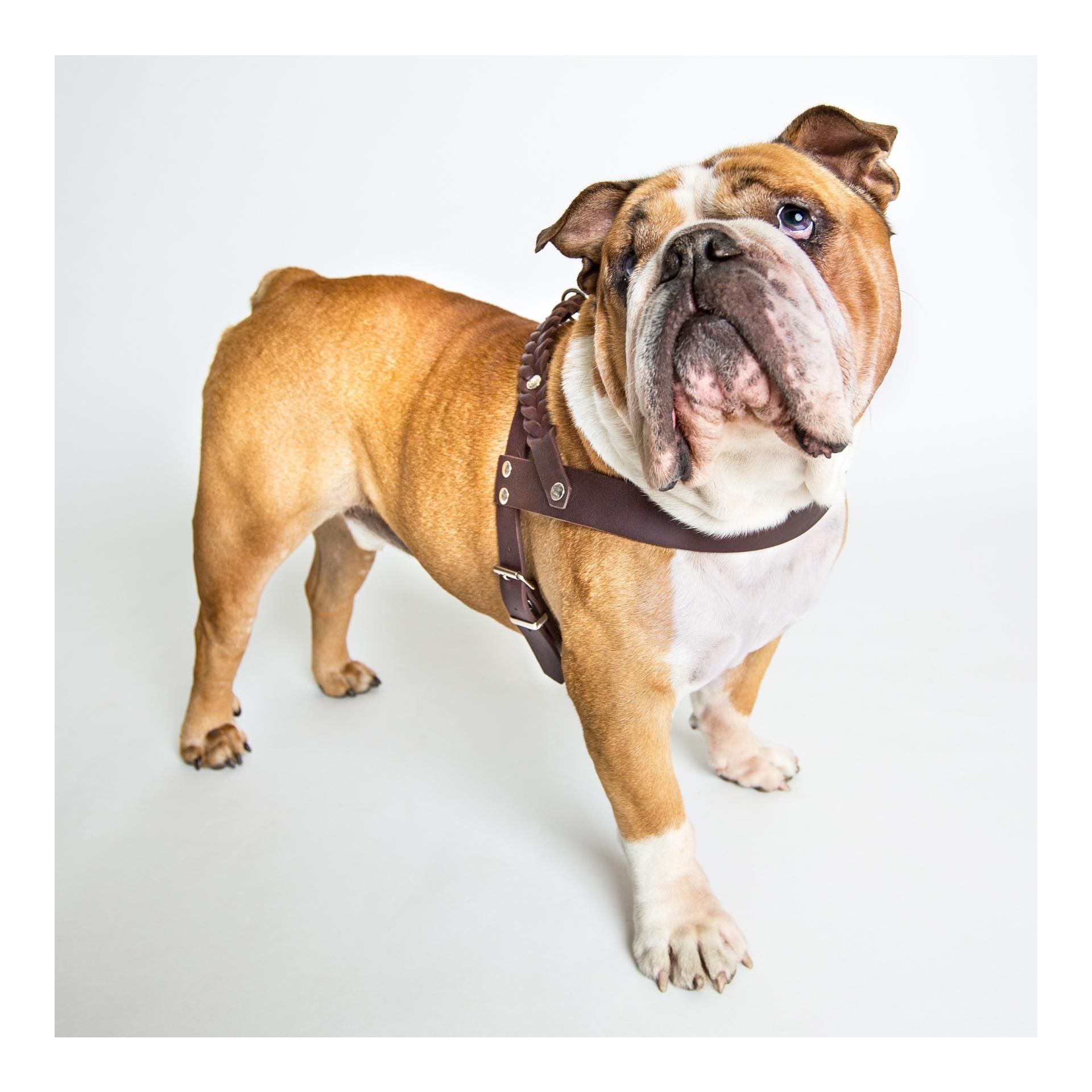 Geschirr Central Park Saddle Brown Echtleder