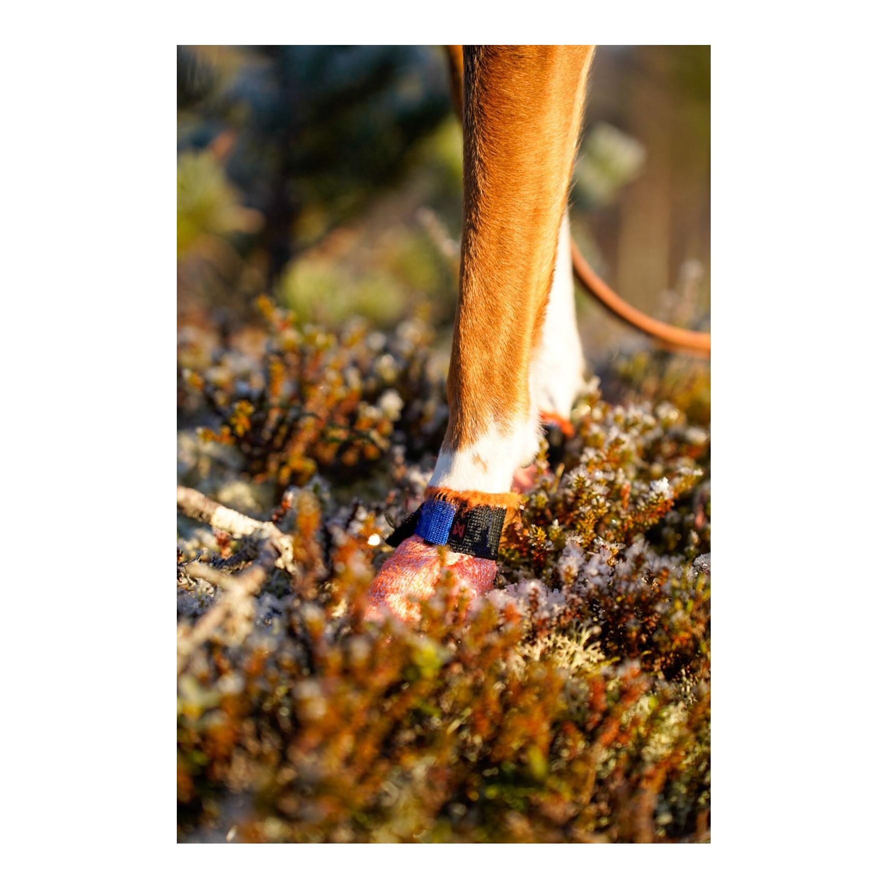 Protector Light Socks Chaussures pour chiens