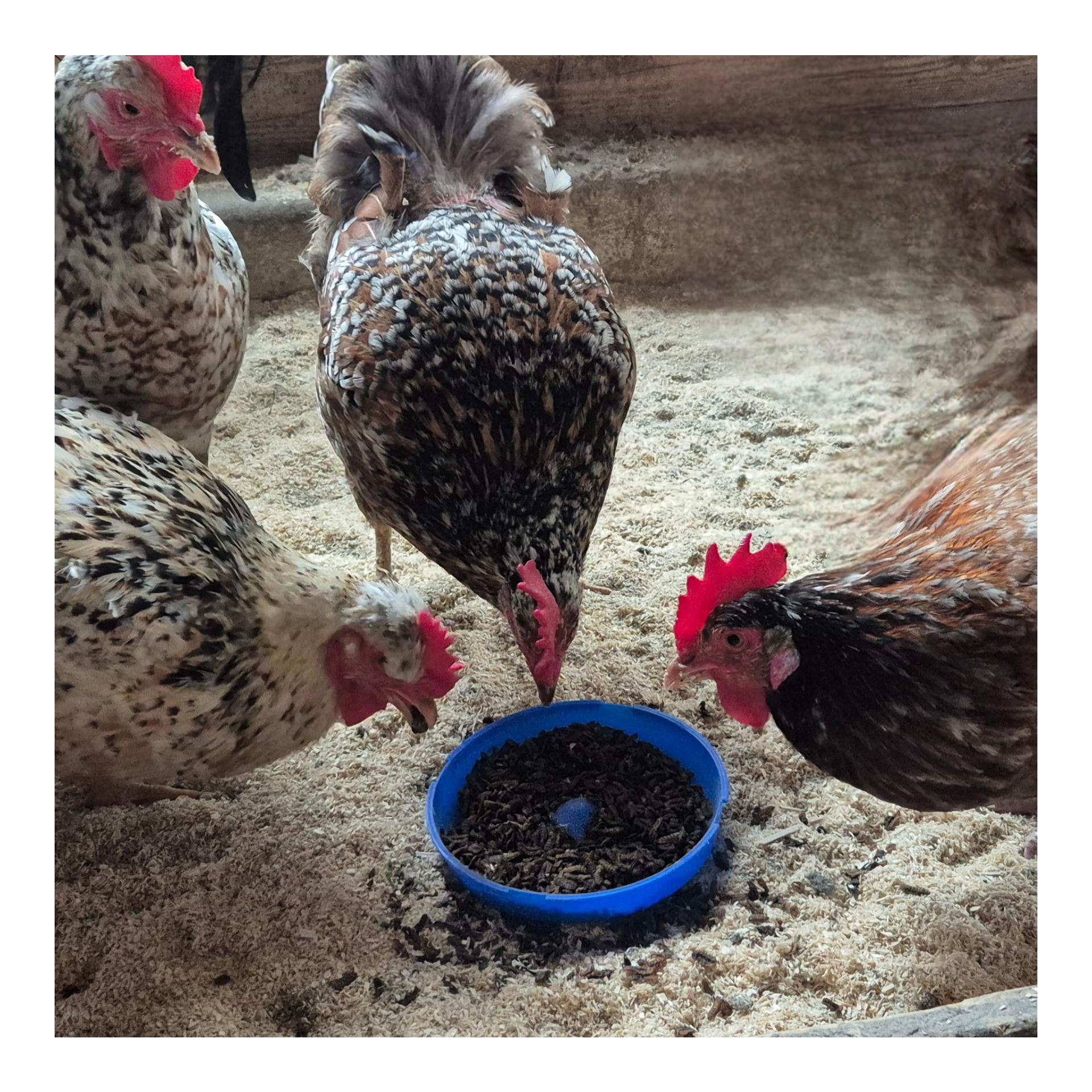 Luftgetrocknete Schwarze Soldatenfliegenlarven