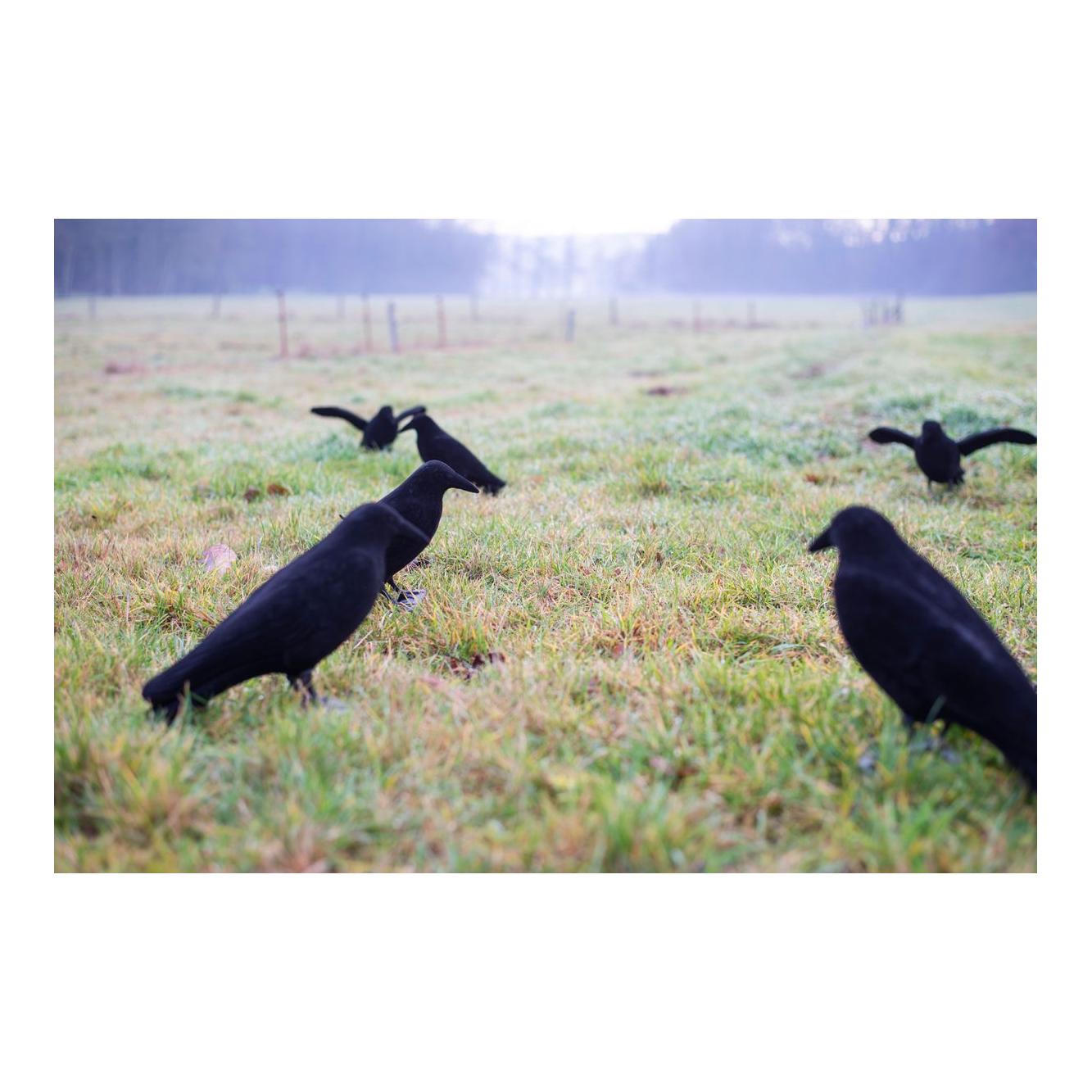 Beflockte Vollkörper Lockkrähe