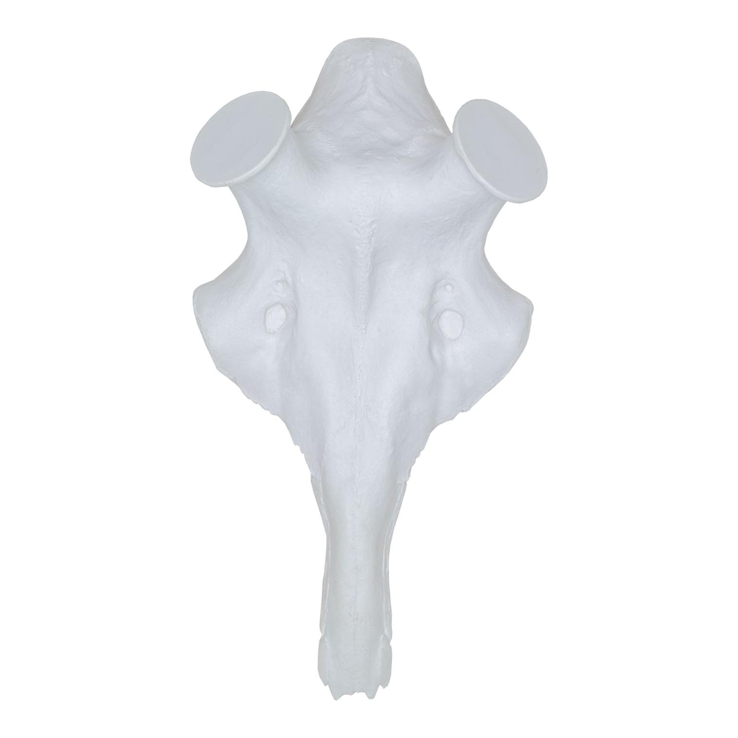 Image of EUROHUNT Kunstschädel Hirsch - Weiss - bei Hauptner.ch