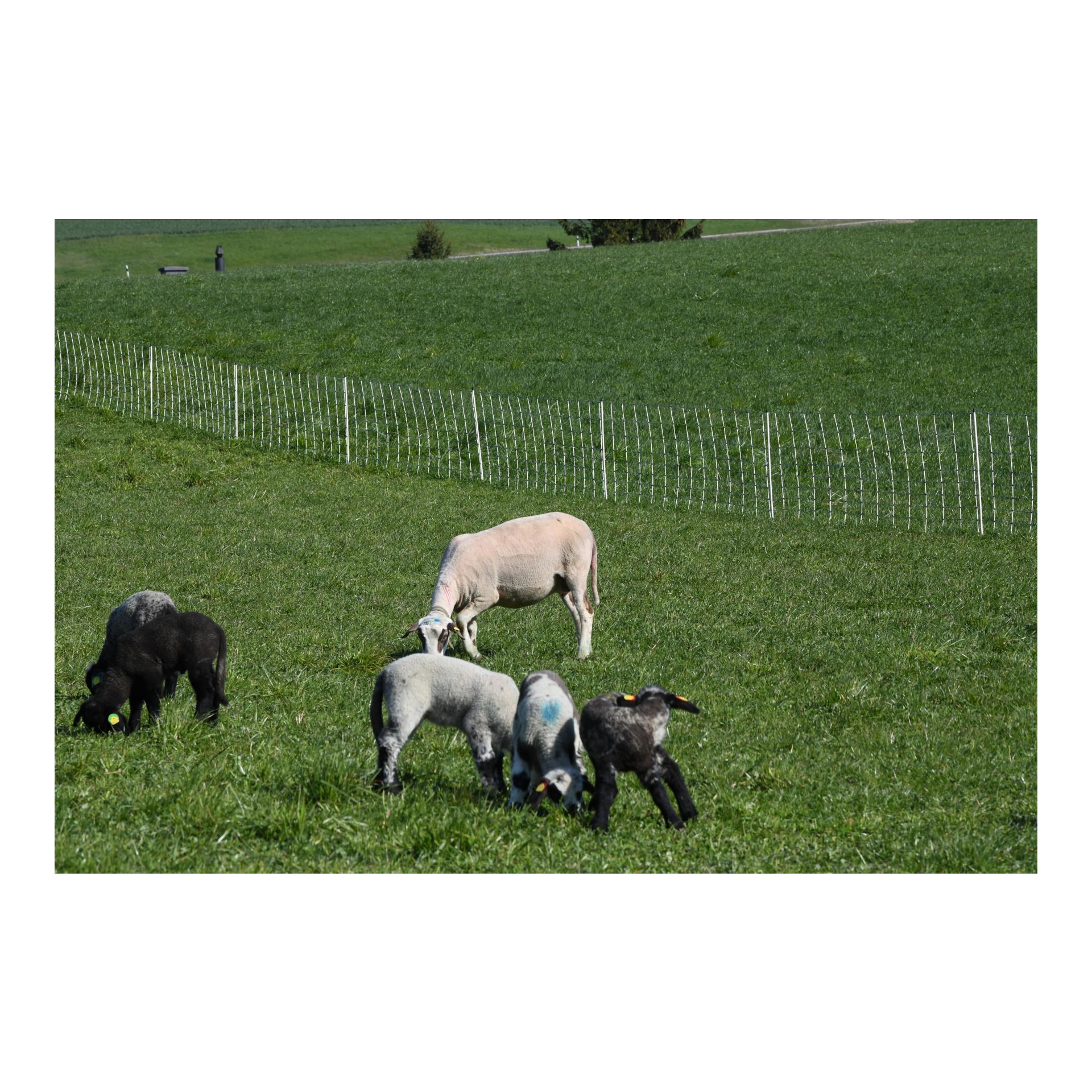 Hauptner Weidenetz Primaflex Swiss - Einzelspitz