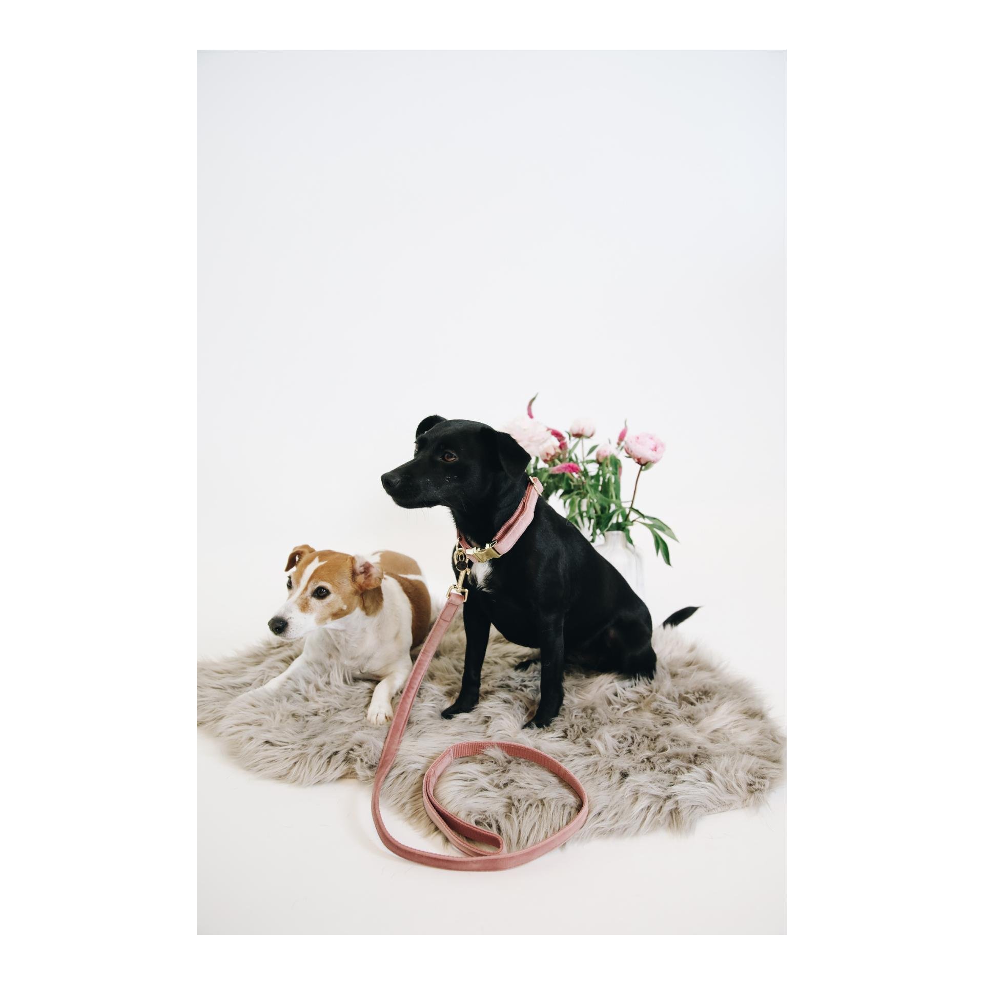 Hundeleine Velvet - old rose