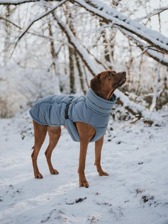 HP-ShopBanner_Hundemantel