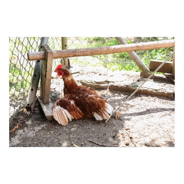 Fanghaken für Geflügel