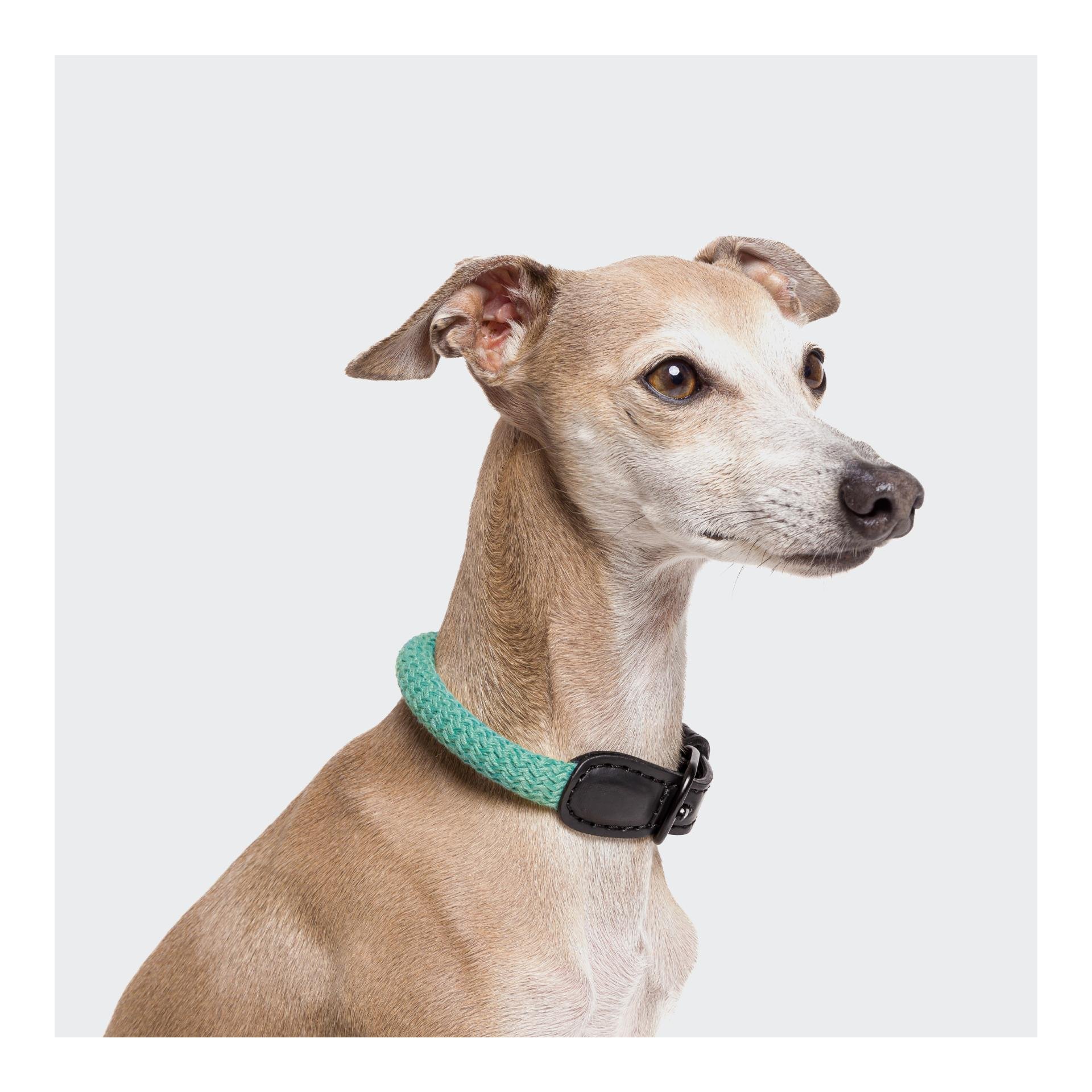 Hundehalsband Mauerpark