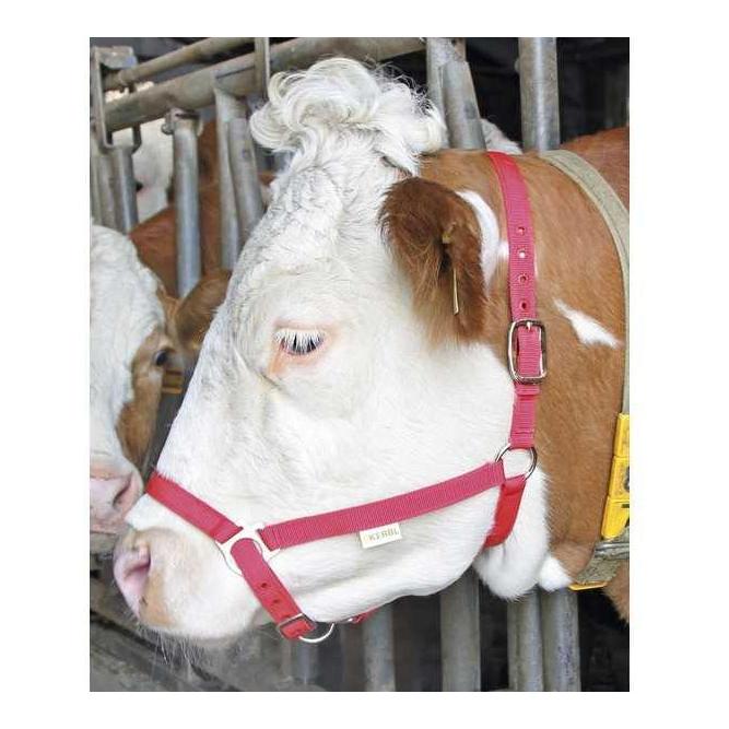 Licol de démonstration - rouge