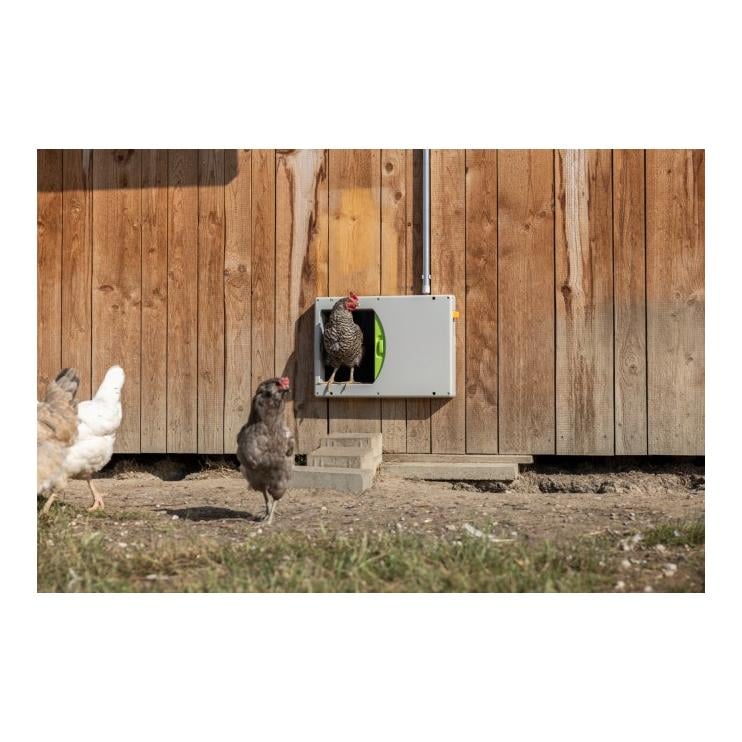 Hühnertür
