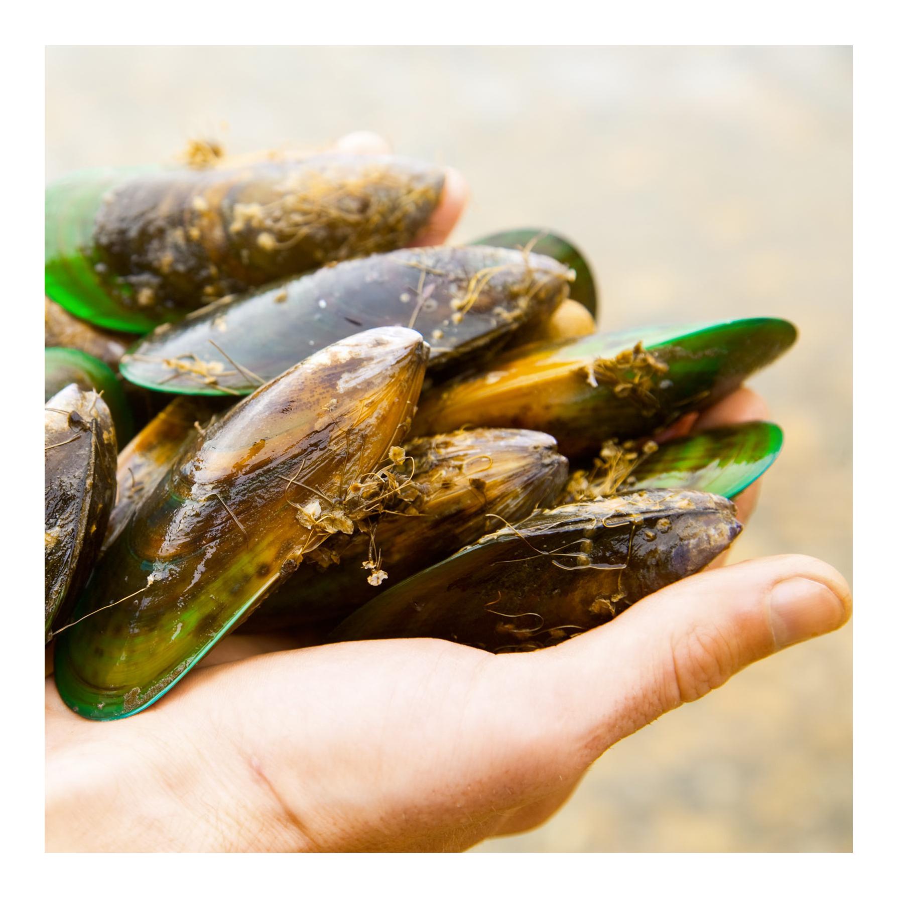 IdaPlus Grünlippmuschelpulver - Nahrungsergänzung