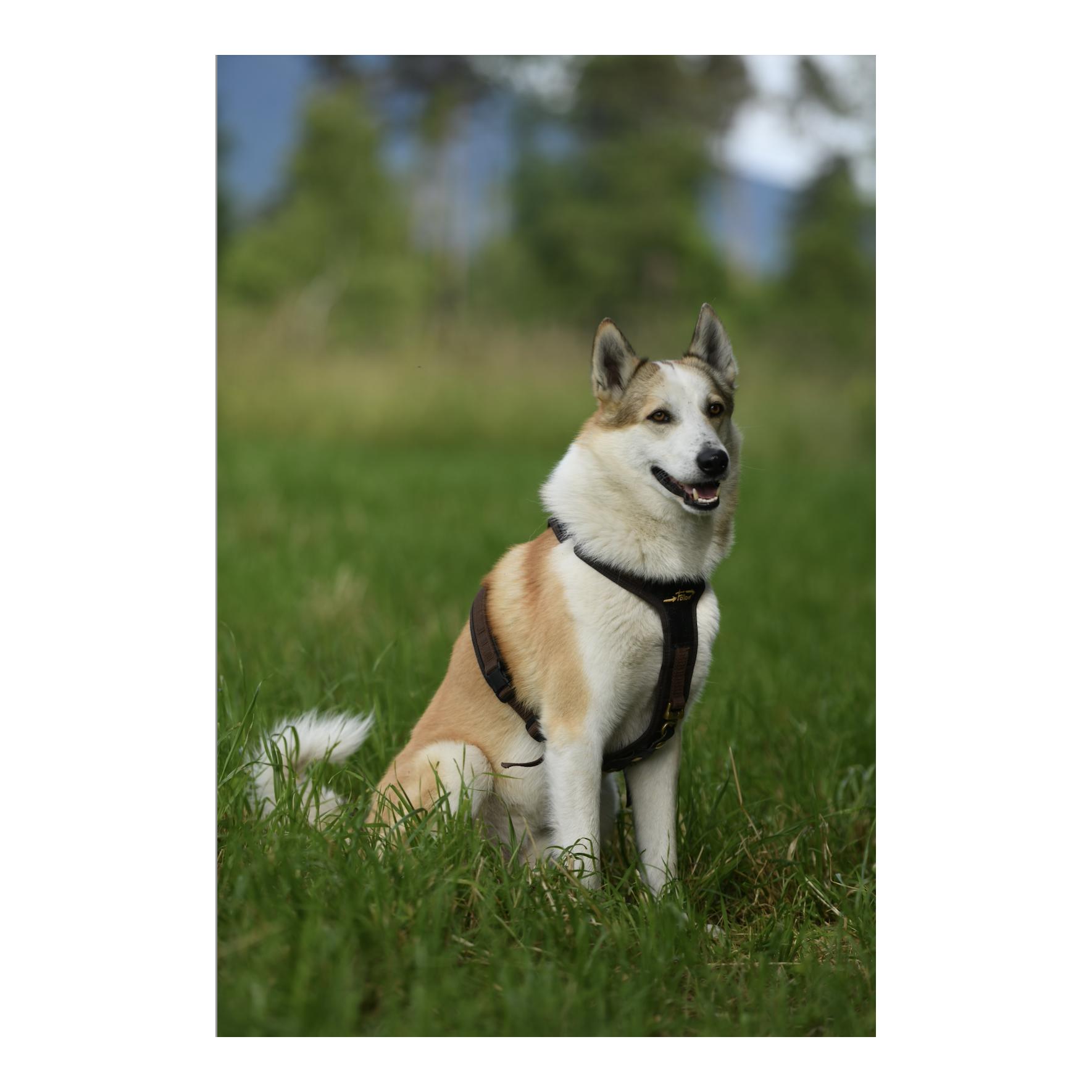 Hundeführgeschirr Follow