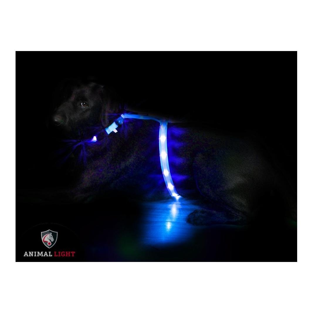 Image of Animal Light Leucht - Hundegeschirr "Ninja" - blau bei Hauptner.ch