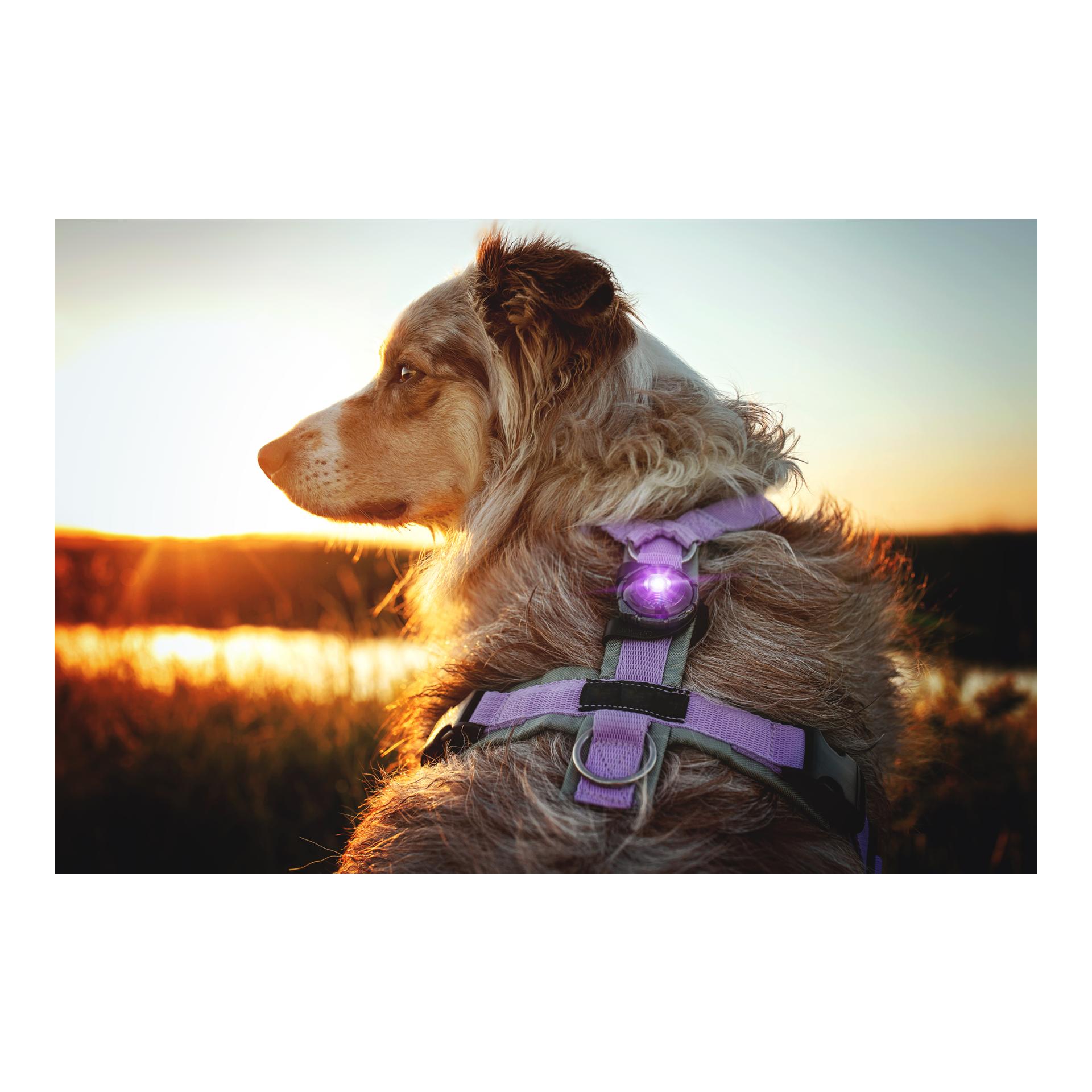Safety Light Orbiloc Dog Dual - violett