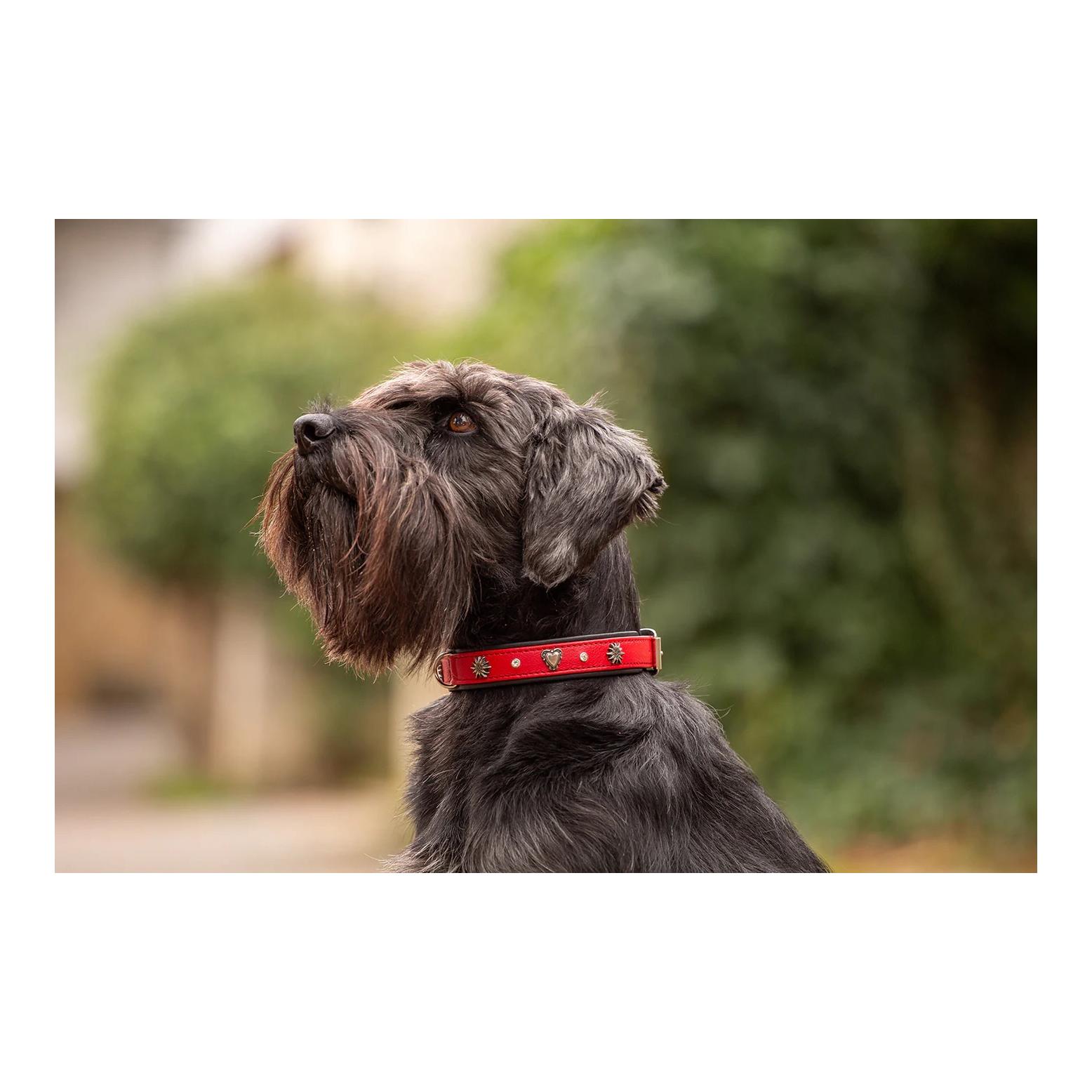 Maul Lederwaren Hundehalsband Herzilein 