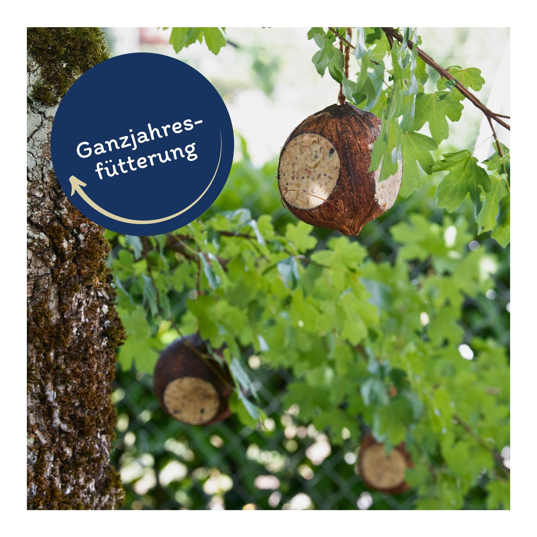 Ganze Kokosnuss mit 3 Löchern gefüllt